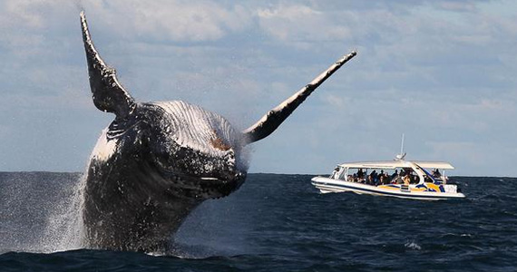 WHALE WATCHING TOUR